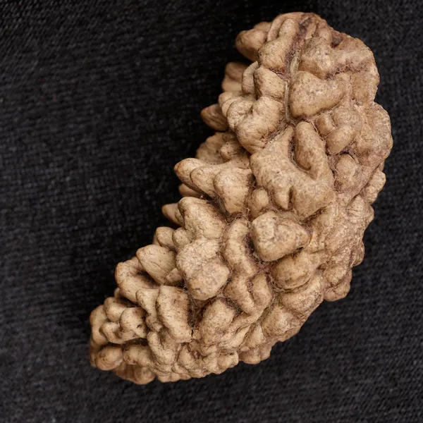 1_Mukhi_Rudraksha_Moon_Shape